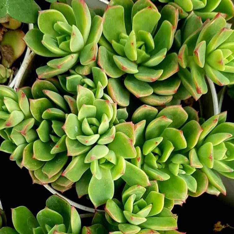 Echeveria Golden Glow Plant – Nainileaf