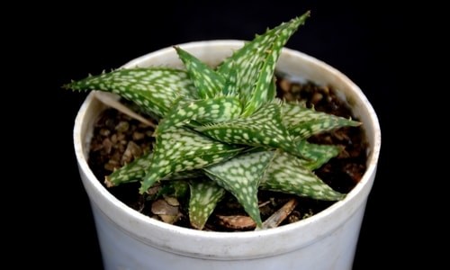 Aloe 'White Fox' (Bare Rooted)