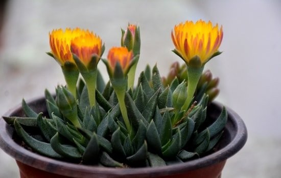 Bergeranthus Concavus- Succulent Plant