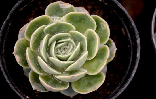 Echeveria Onslow - Succulent Plant (Bare Rooted)
