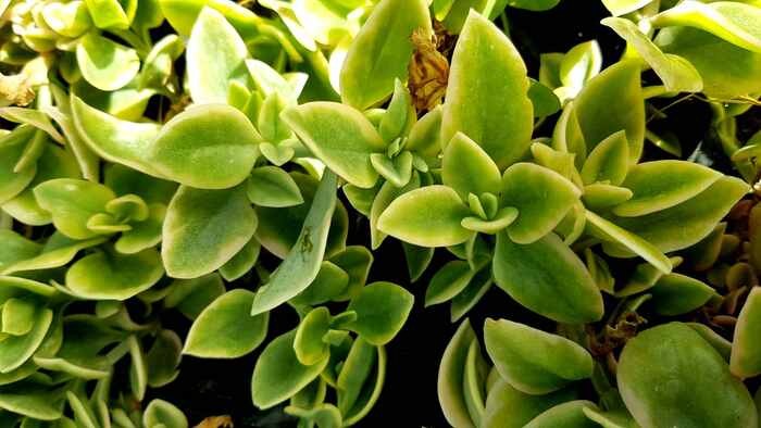 Aptenia Cordifolia Verigated - (Baby Sunrose)