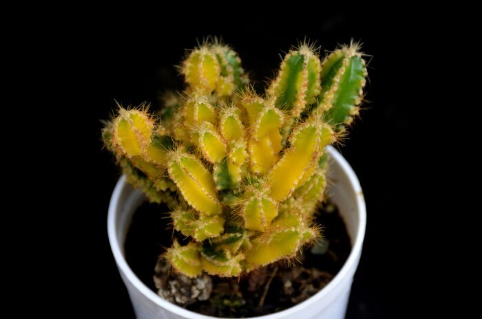 Variegated Fairy Castle Cactus - Acanthocereus Tetragonus Variegata (Bare Rooted)